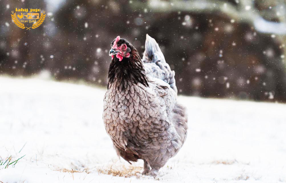 نگهداری از مرغ در فصل سرما