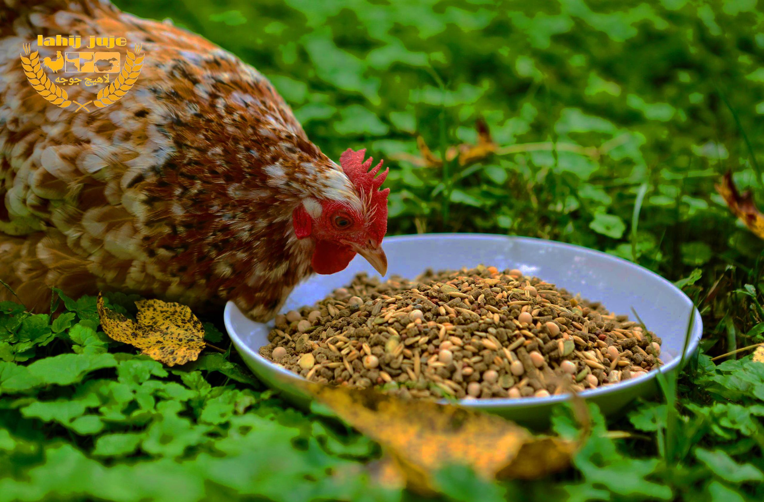 چه غذاهایی برای مرغ و خروس ضرر دارند